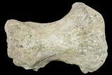 Triceratops Phalange (Toe Bone) With Pathology - Montana #113129-1